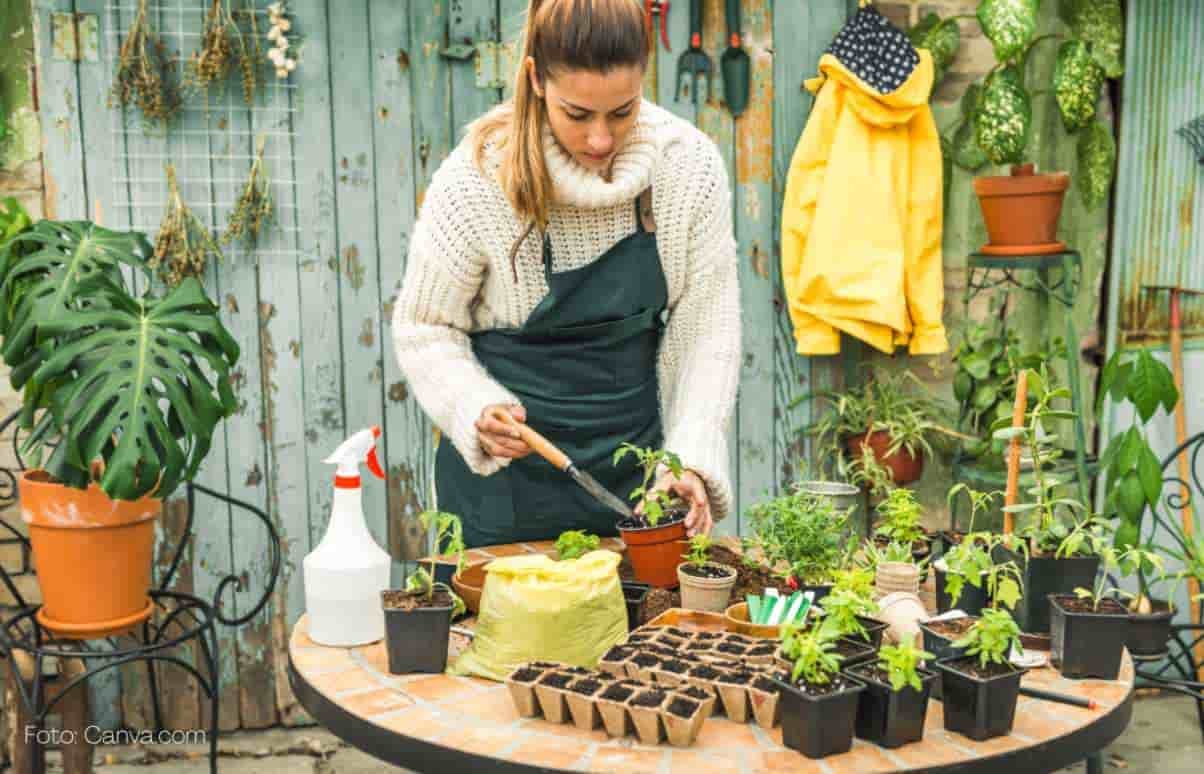 Dicas De Jardinagem Para Iniciantes Como Cuidar Das Plantas Com