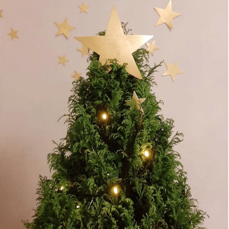 Dicas para Cultivar e Decorar seu Pinheiro de Natal