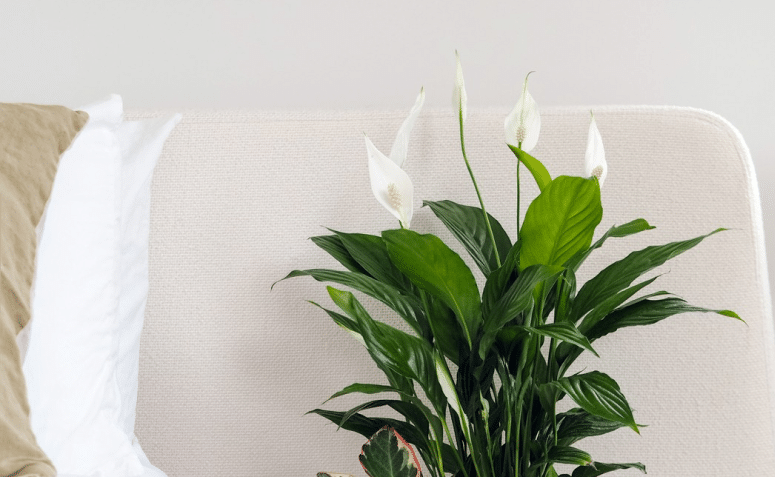 Opções de Plantas para Decorar Quartos