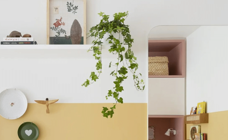 Opções de Plantas para Decorar Quartos