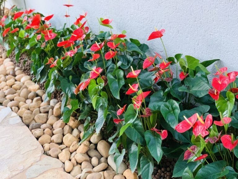 Beijo-pintado : Como Cuidar da Impatiens hawkeri, a Planta que Adiciona Cor e Beleza ao Seu Jardim.