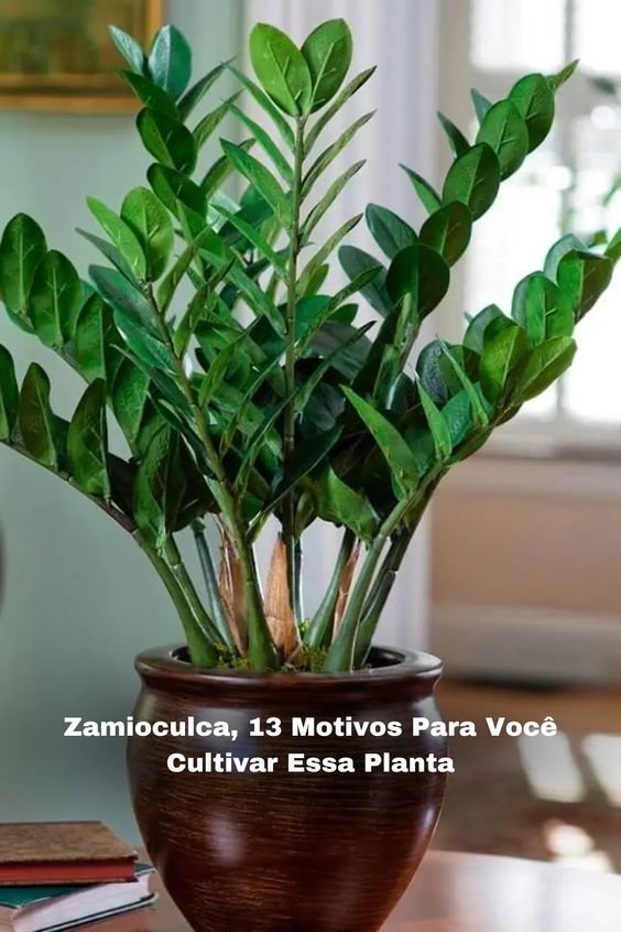 Dicas de Cuidados com a Planta Zamioculca em Ambientes Internos