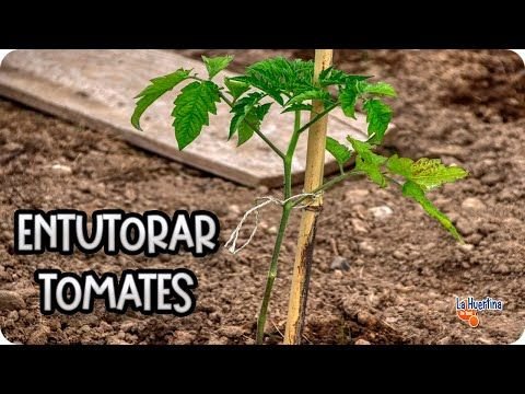 Como Plantar Tomate: Os Segredos do Plantio até a Colheita