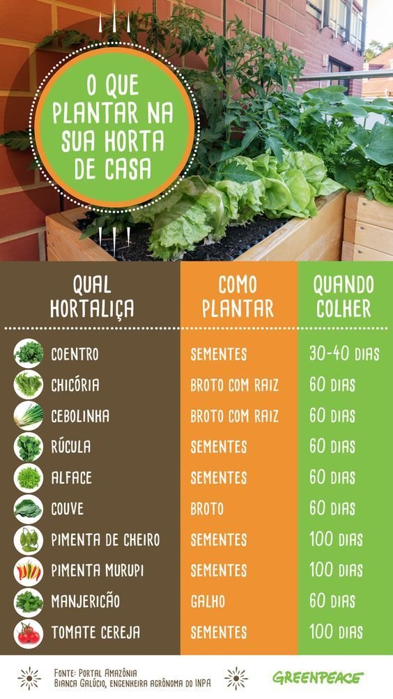 Horta da Beleza: Cultive Plantas Para Cuidar da Sua Pele