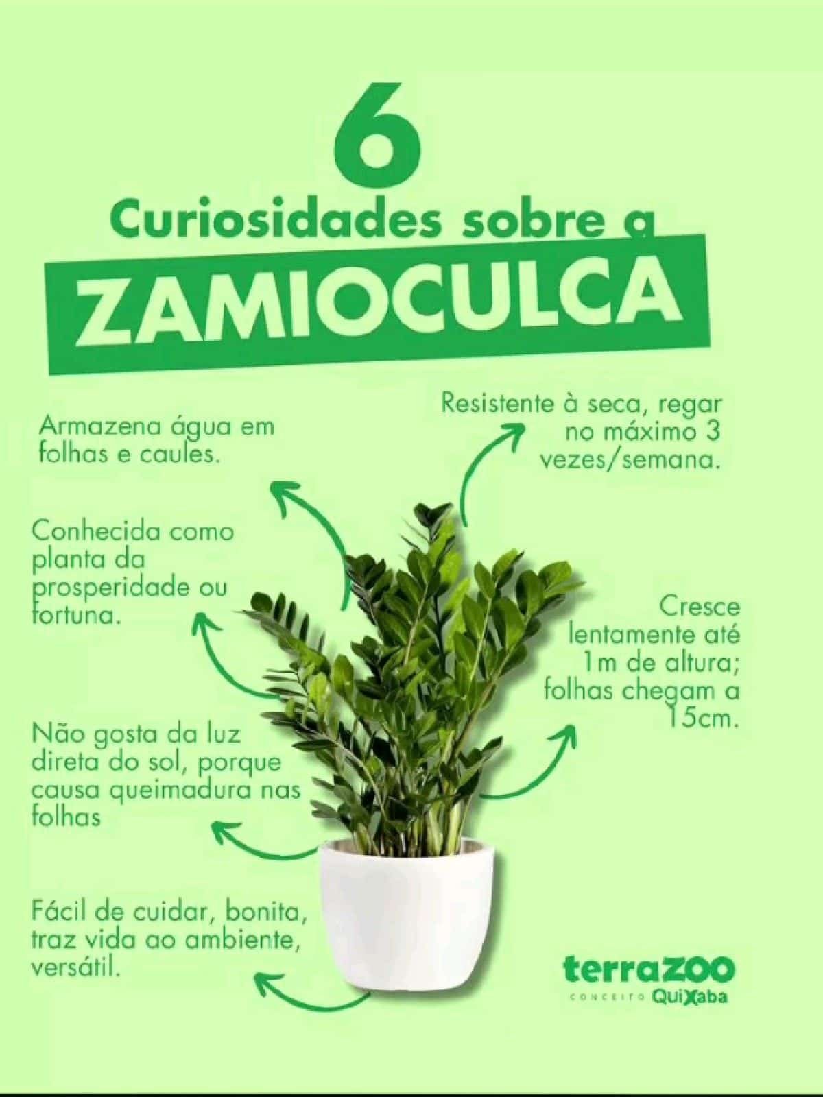 Sintomas Ambientais e Cuidados Inadequados com as Plantas