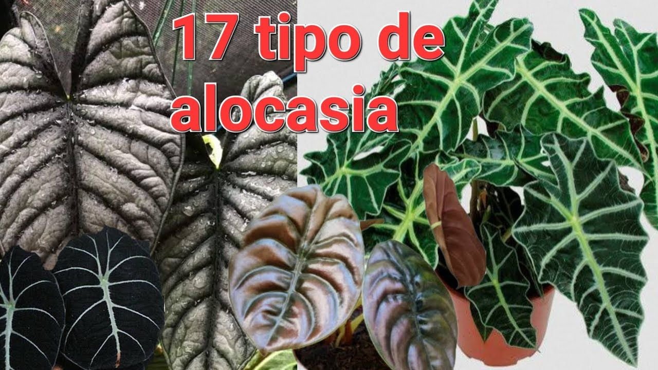 Cultivando a Alocasia Piccolini: Dicas e Cuidados para Sua Beleza Tropical