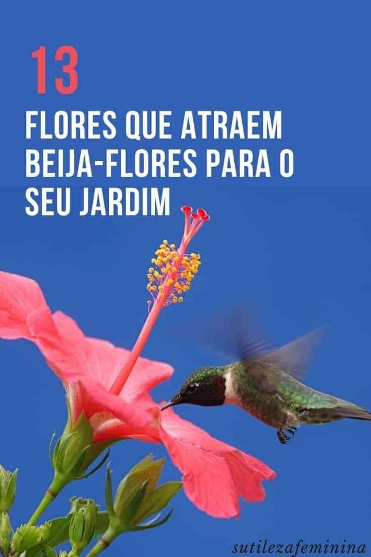 Beijo-pintado : Como Cuidar da Impatiens hawkeri, a Planta que Adiciona Cor e Beleza ao Seu Jardim.