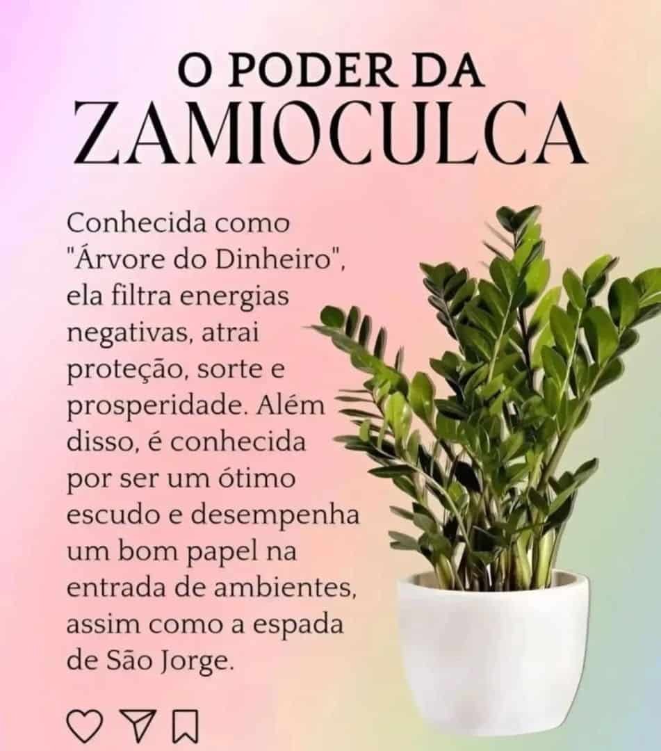 Dicas de Cuidados com a Planta Zamioculca em Ambientes Internos