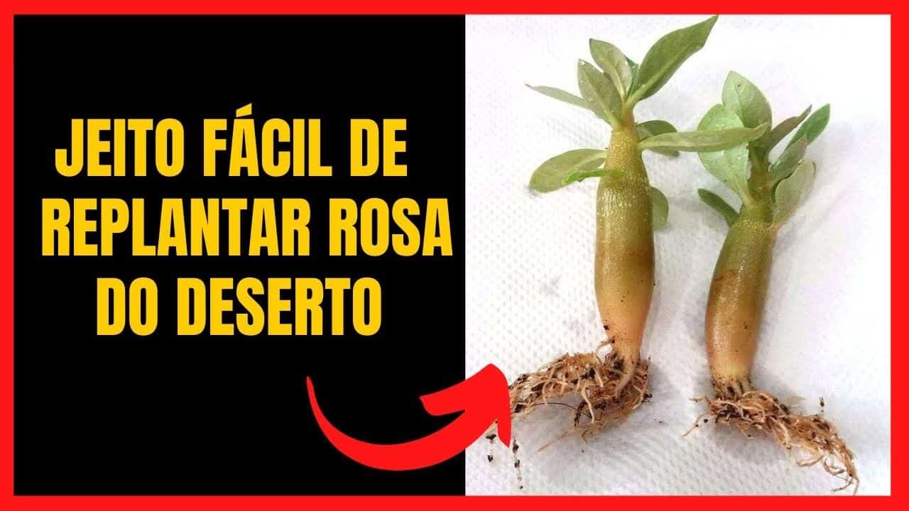 Como Fazer Muda da Rosa do Deserto: Passo a Passo Para Cultivar Sua Planta Ornamental