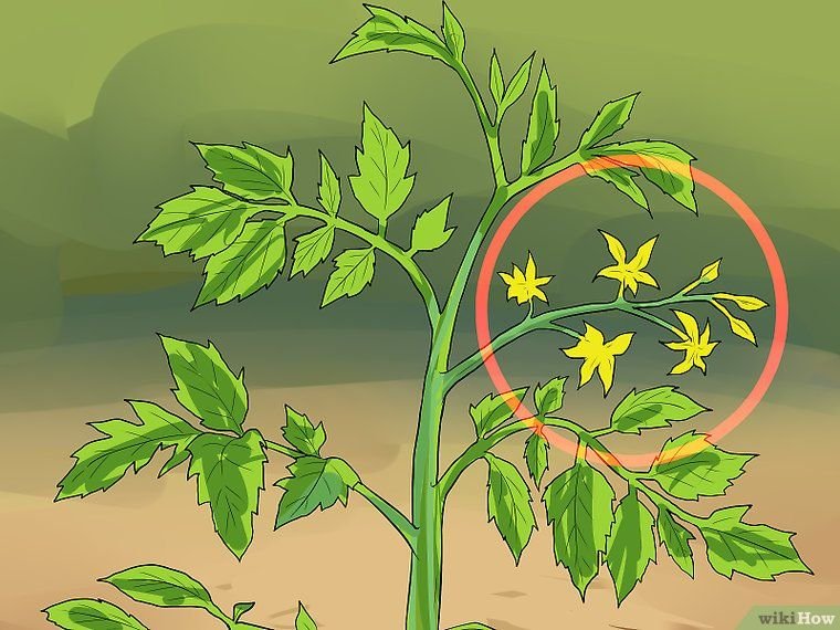 Como Plantar Tomate: Os Segredos do Plantio até a Colheita