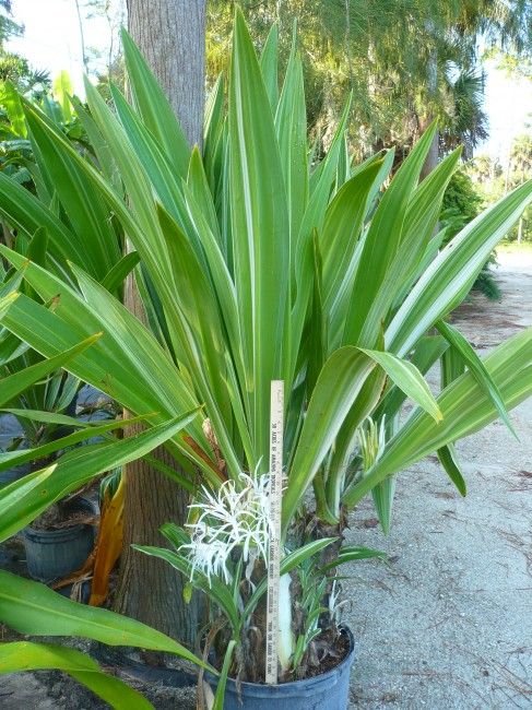 Crino-branco (Crinum asiaticum): A Joia das Plantas Tropicais