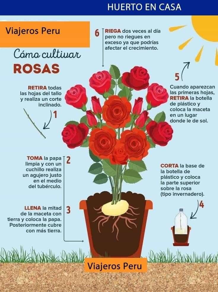 Cuidados com Rosas: Dicas Essenciais para Cultivá-las com Sucesso