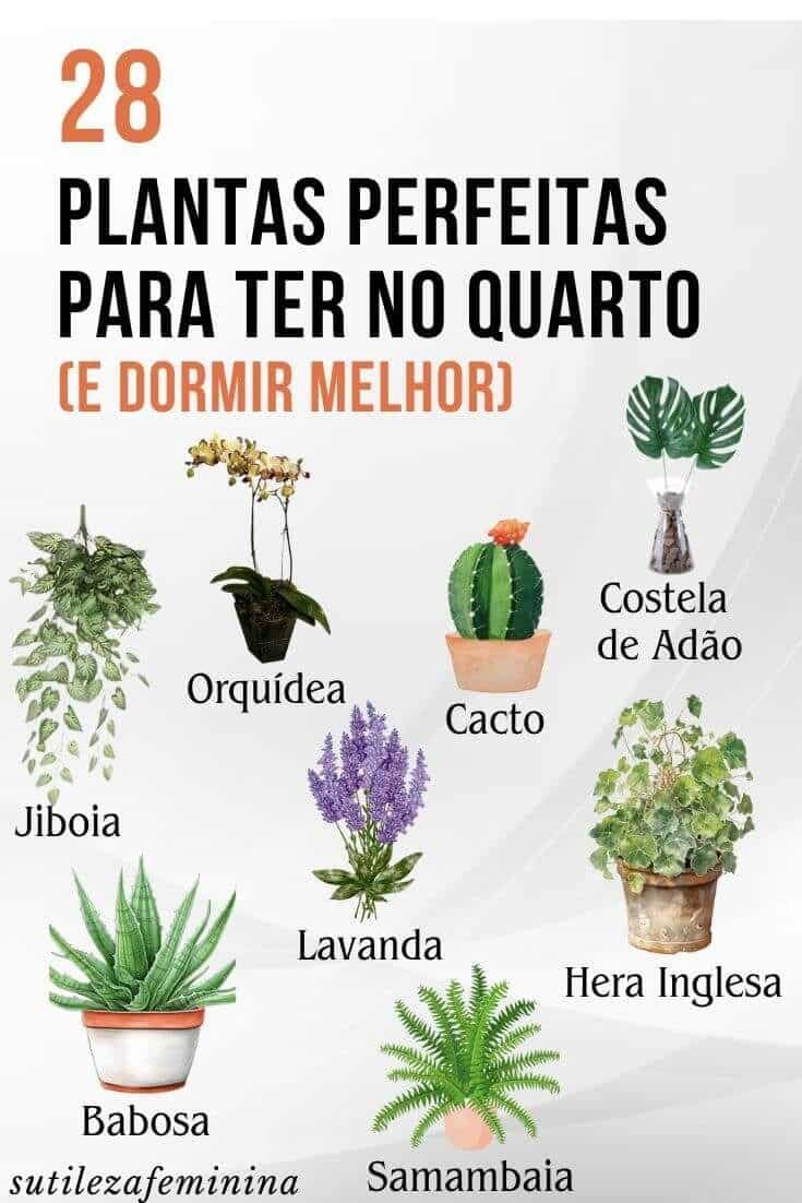 Plantas Ideais para Quem Tem Pouco Tempo