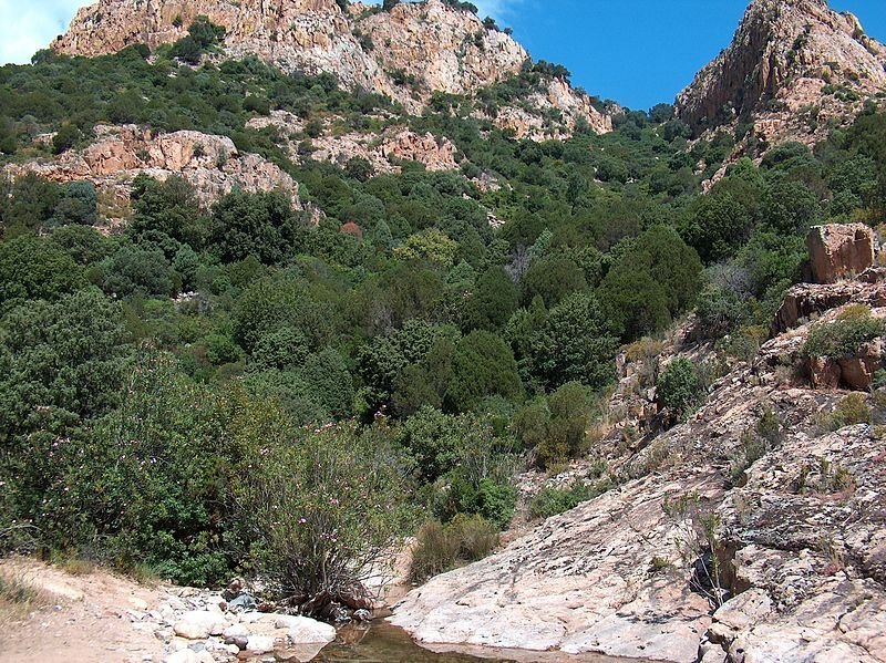 A Moreia: Versatilidade e Beleza no Paisagismo