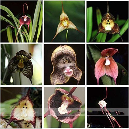 Orquídea Cara de Mico: Curiosidades e Cultivo da Dracula simia