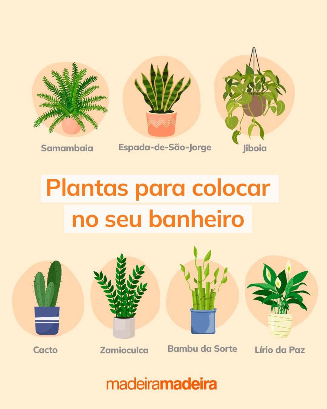 Sintomas Ambientais e Cuidados Inadequados com as Plantas