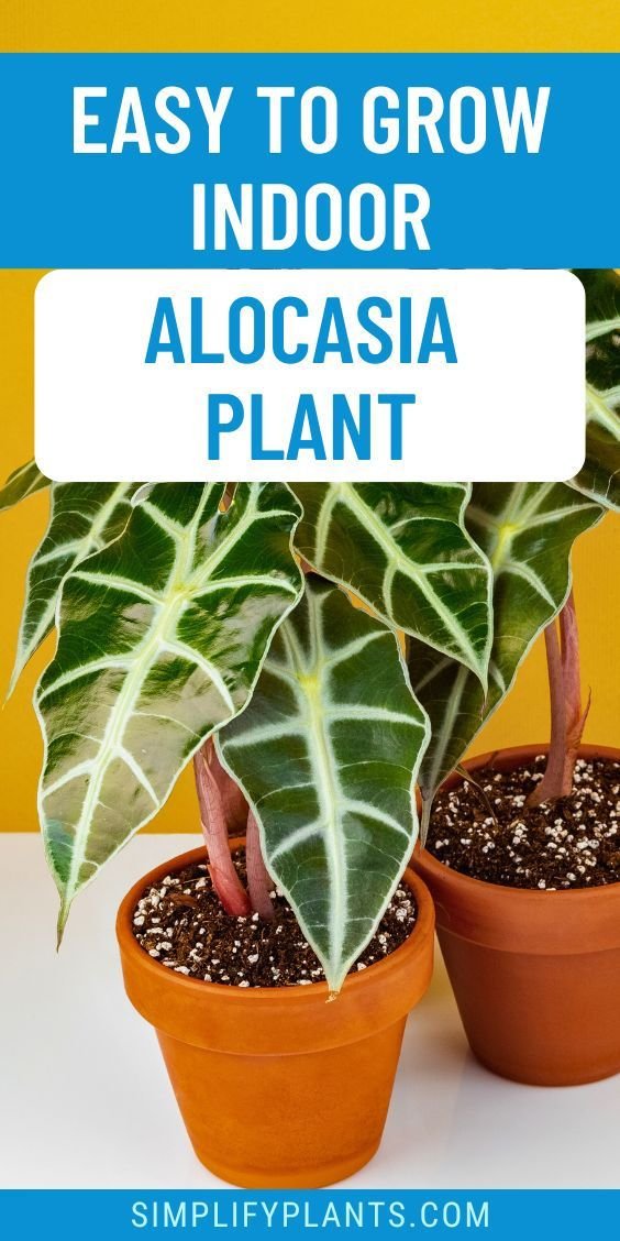 Cultivando a Alocasia Piccolini: Dicas e Cuidados para Sua Beleza Tropical