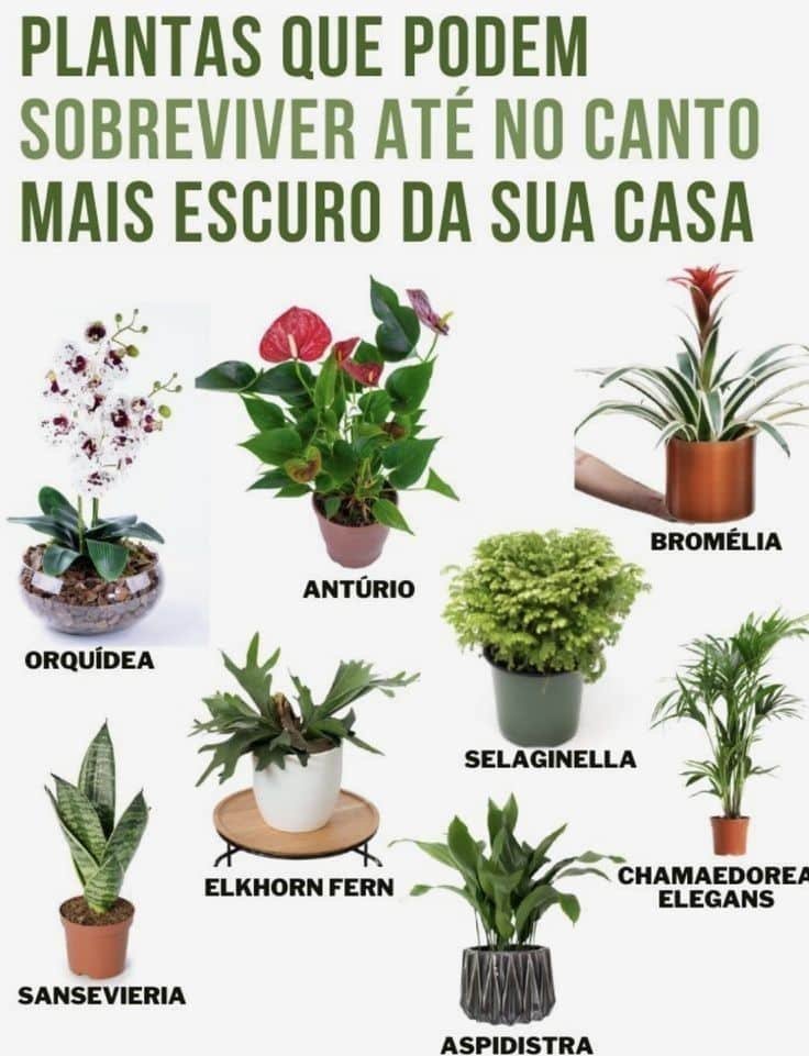 Dicas de Cuidados com a Planta Zamioculca em Ambientes Internos