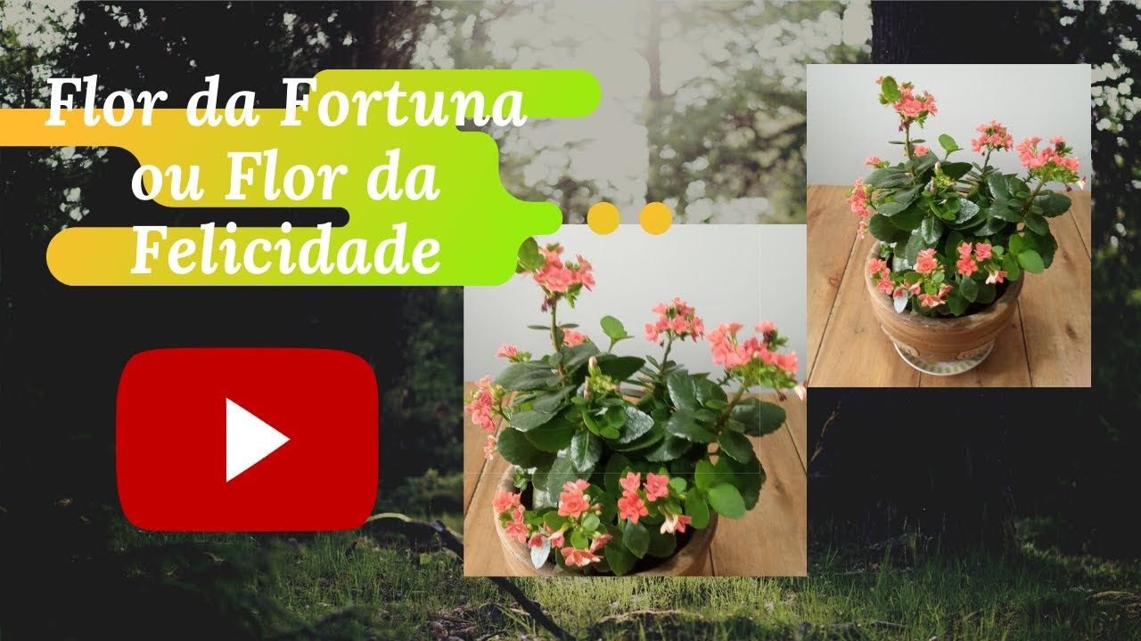 Como Cultivar Flor da Fortuna em Vasos: Cuidados Essenciais