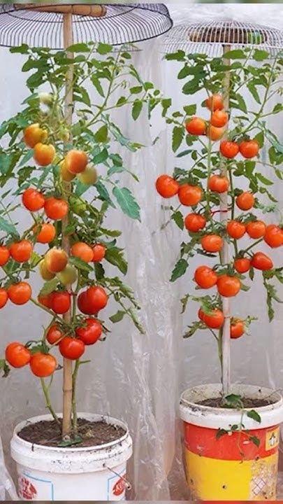 Como Plantar Tomate: Os Segredos do Plantio até a Colheita