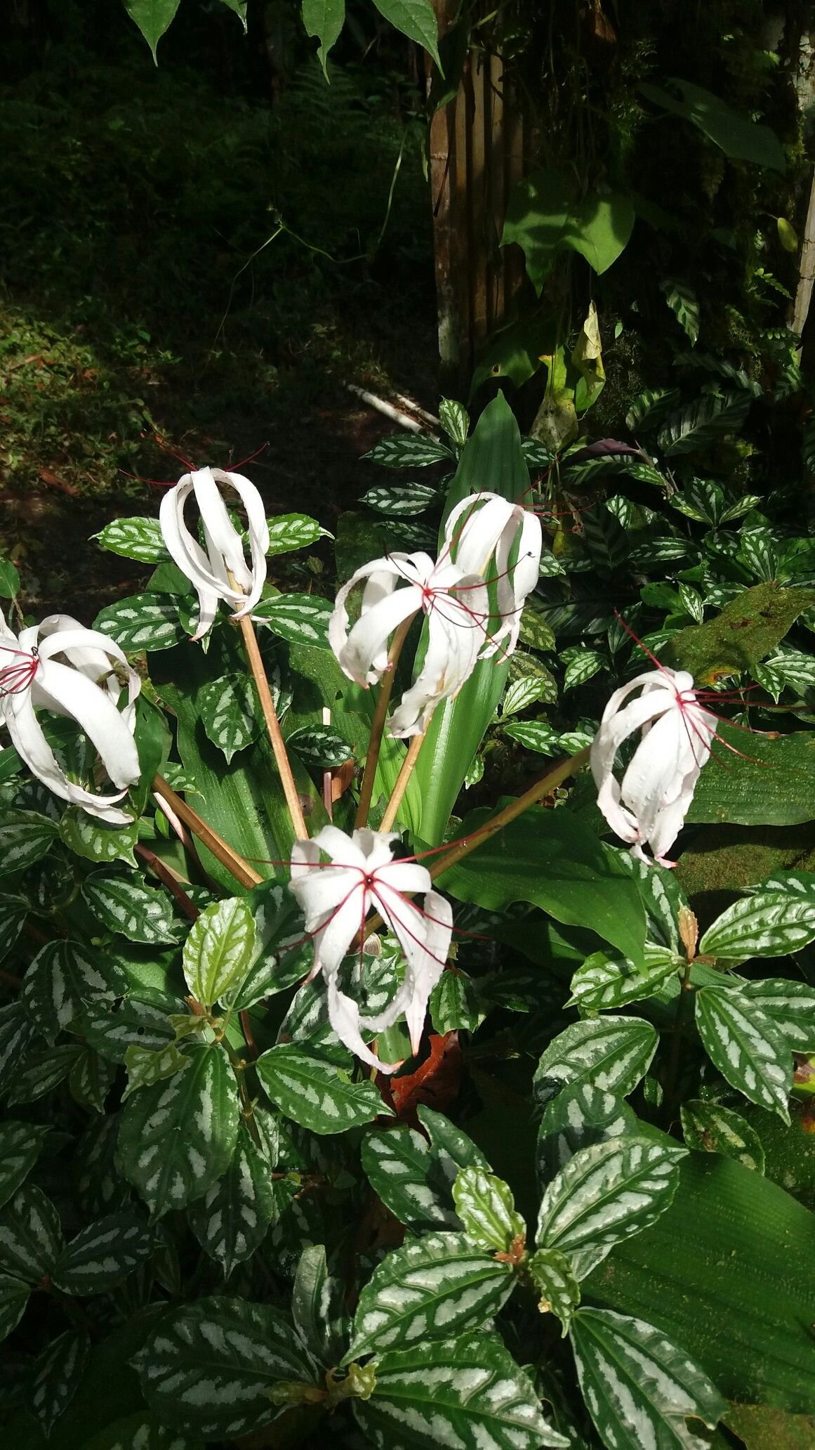 Crino-branco (Crinum asiaticum): A Joia das Plantas Tropicais