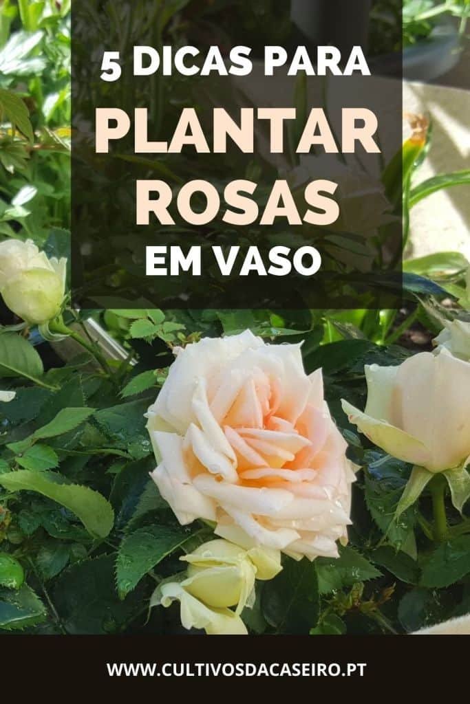 Cuidados com Rosas: Dicas Essenciais para Cultivá-las com Sucesso