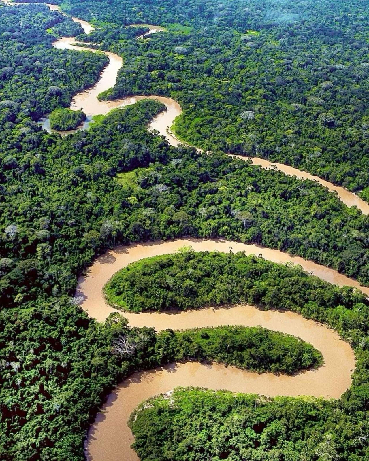 A Moreia: Versatilidade e Beleza no Paisagismo