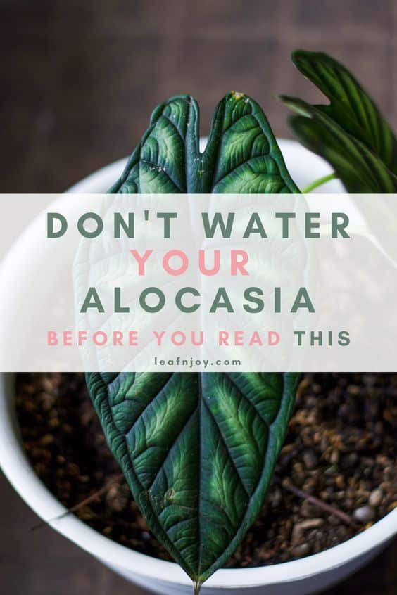 Cultivando a Alocasia Piccolini: Dicas e Cuidados para Sua Beleza Tropical