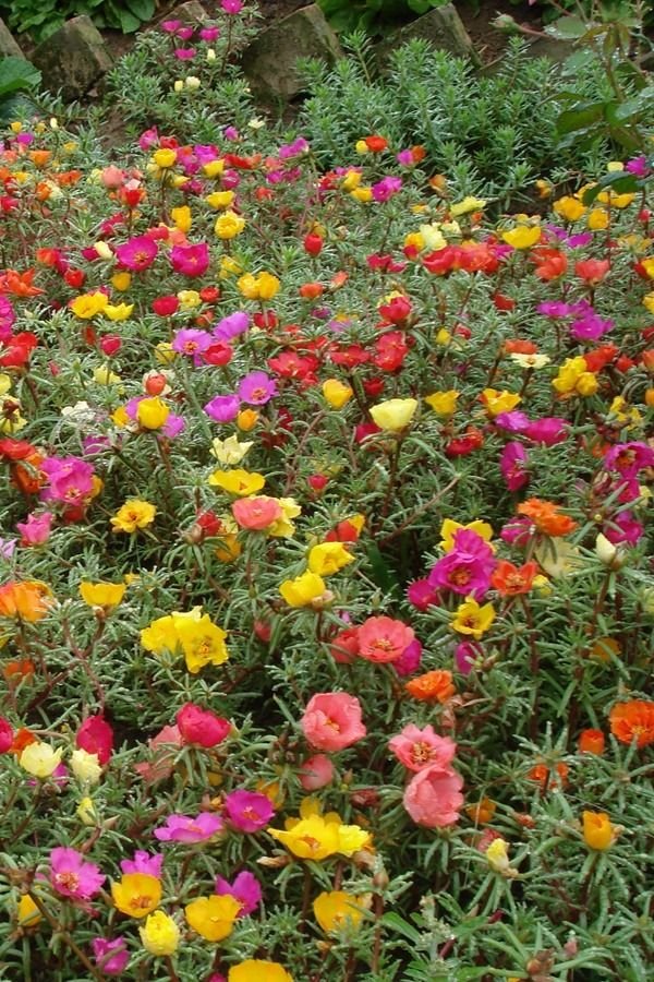 Beijo-pintado : Como Cuidar da Impatiens hawkeri, a Planta que Adiciona Cor e Beleza ao Seu Jardim.