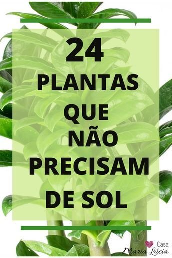 Dicas de Cuidados com a Planta Zamioculca em Ambientes Internos