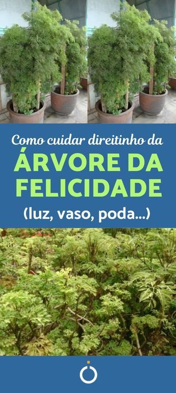 Como Cultivar Flor da Fortuna em Vasos: Cuidados Essenciais