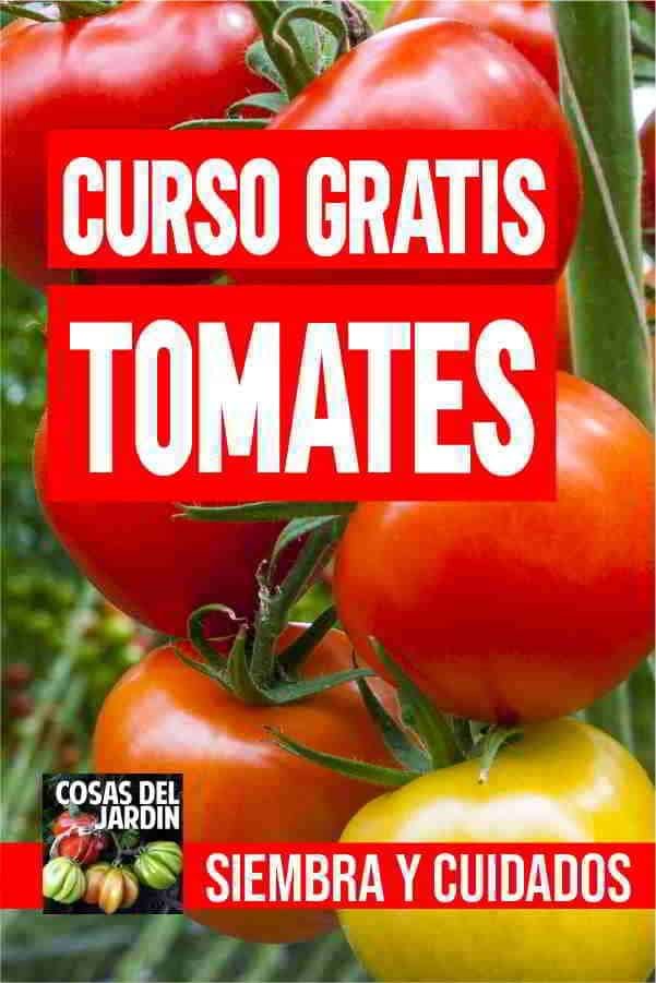 Como Plantar Tomate: Os Segredos do Plantio até a Colheita