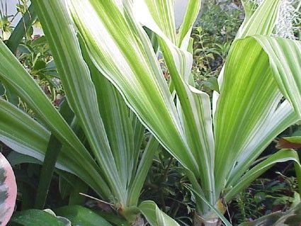 Crino-branco (Crinum asiaticum): A Joia das Plantas Tropicais