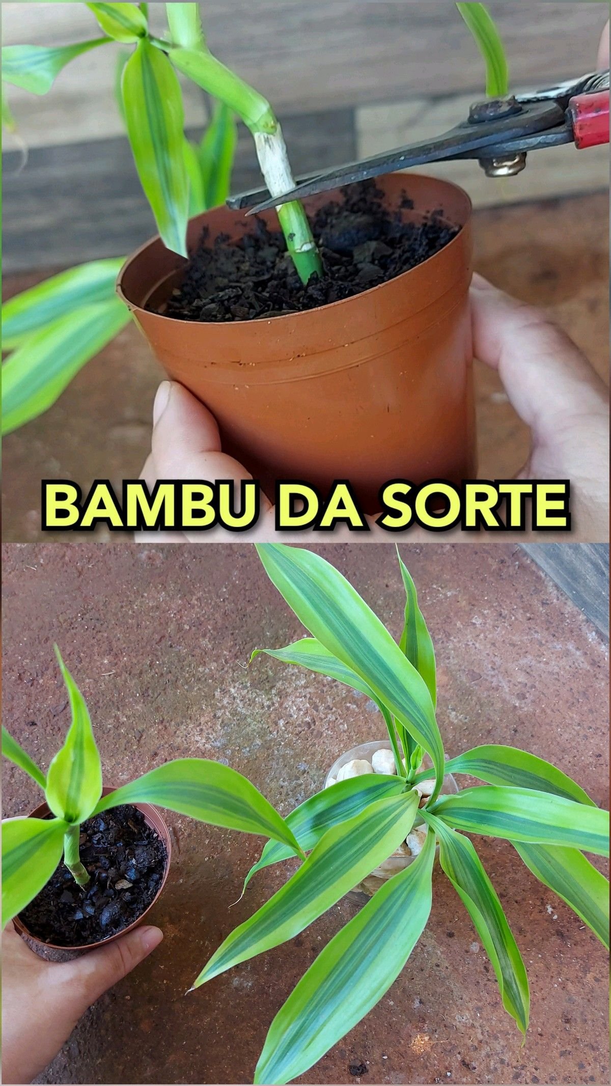 Como resolver o problema do bambu da sorte amarelado: Dicas de especialistas