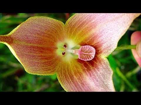 Orquídea Cara de Mico: Curiosidades e Cultivo da Dracula simia