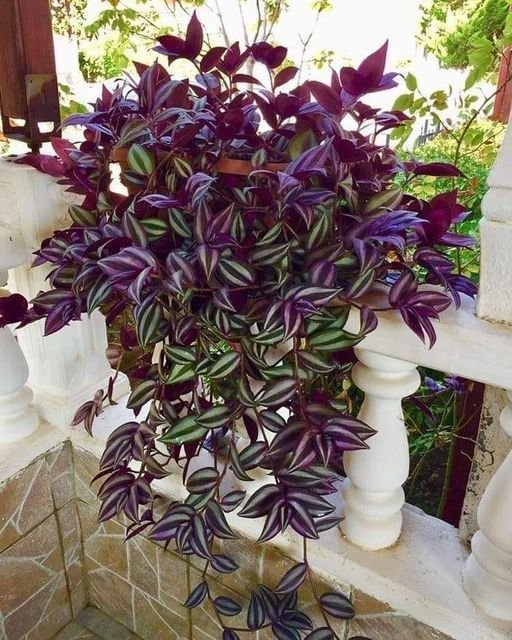 Trevo Roxo: Beleza e Versatilidade Para Seu Jardim