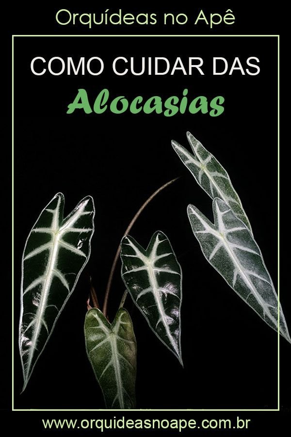 Cultivando a Alocasia Piccolini: Dicas e Cuidados para Sua Beleza Tropical