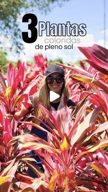 Beijo-pintado : Como Cuidar da Impatiens hawkeri, a Planta que Adiciona Cor e Beleza ao Seu Jardim.