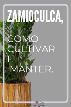 Dicas de Cuidados com a Planta Zamioculca em Ambientes Internos