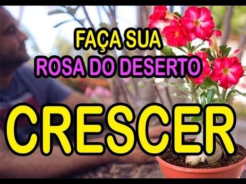 Como Fazer Muda da Rosa do Deserto: Passo a Passo Para Cultivar Sua Planta Ornamental