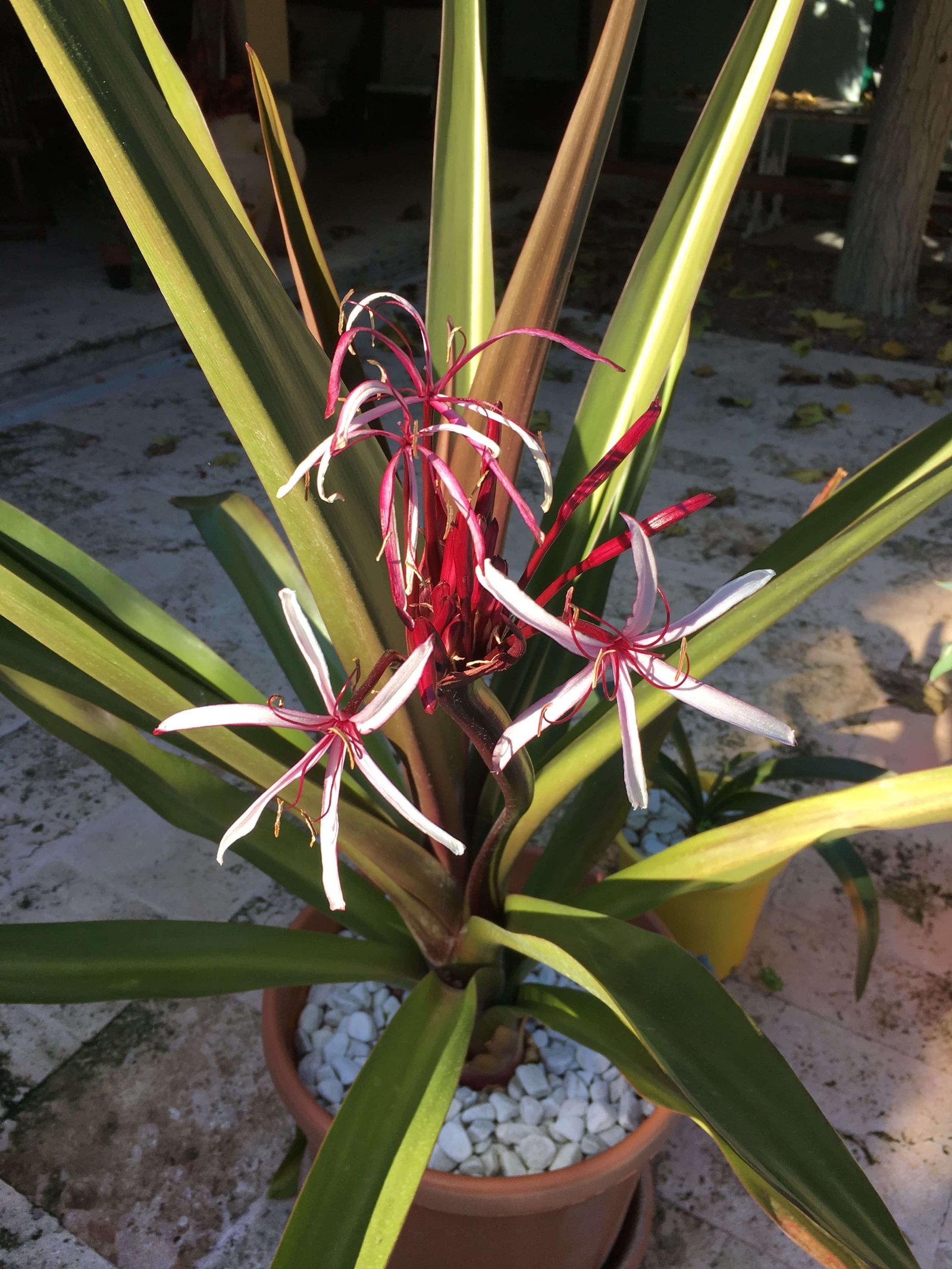 Crino-branco (Crinum asiaticum): A Joia das Plantas Tropicais