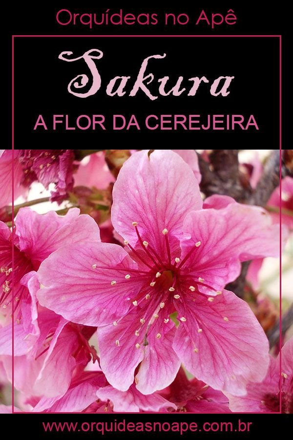 Flor de Cerejeira: Cultivo e Simbolismo