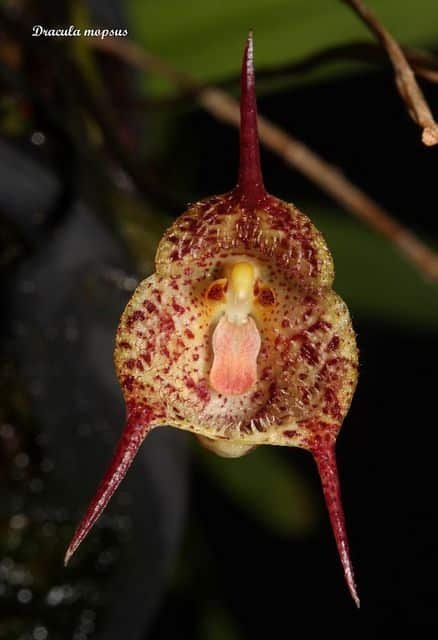 Orquídea Cara de Mico: Curiosidades e Cultivo da Dracula simia