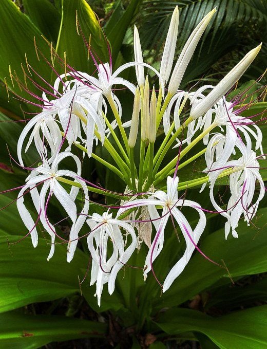 Crino-branco (Crinum asiaticum): A Joia das Plantas Tropicais