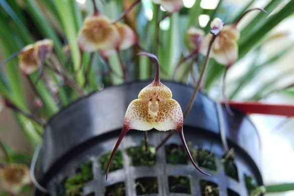 Orquídea Cara de Mico: Curiosidades e Cultivo da Dracula simia