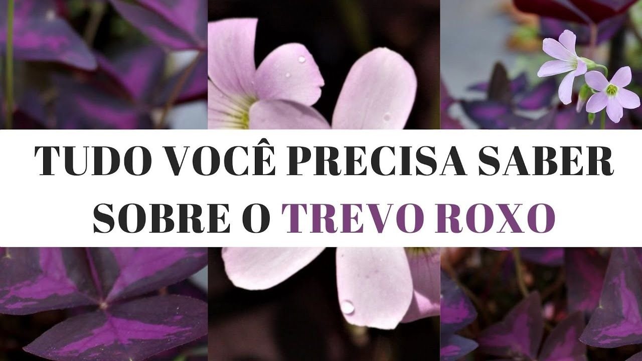 Trevo Roxo: Beleza e Versatilidade Para Seu Jardim