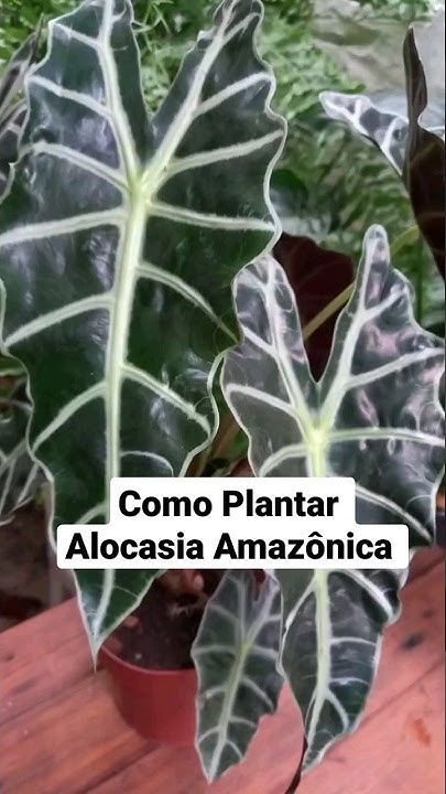 Cultivando a Alocasia Piccolini: Dicas e Cuidados para Sua Beleza Tropical