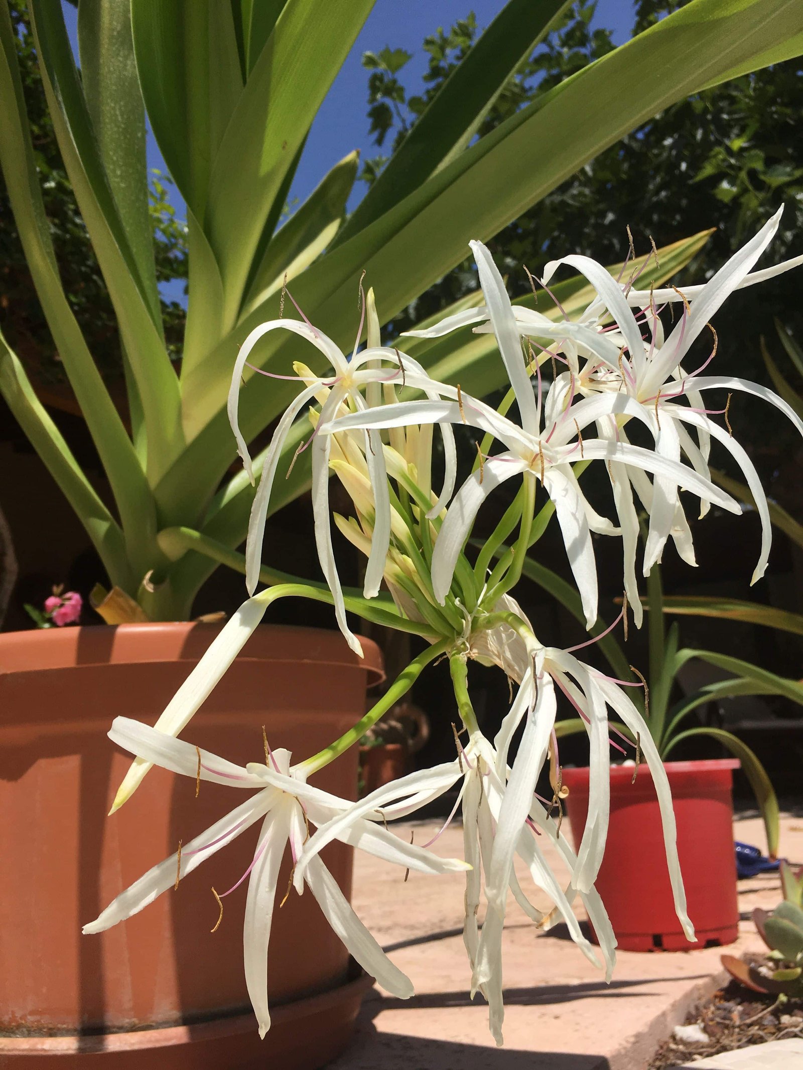 Crino-branco (Crinum asiaticum): A Joia das Plantas Tropicais