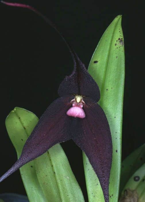 Orquídea Cara de Mico: Curiosidades e Cultivo da Dracula simia