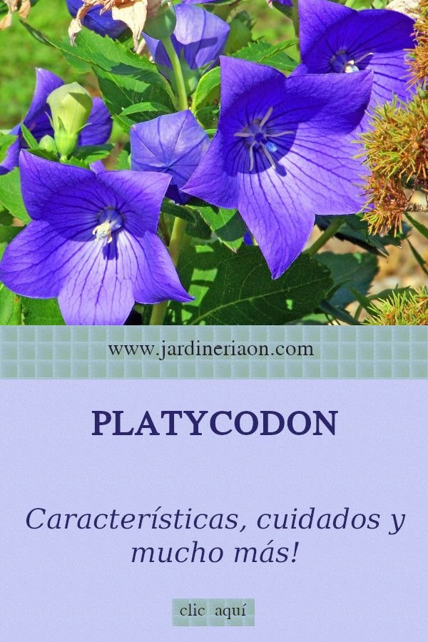 Como Cuidar da Planta Platycodon? Um Guia Completo